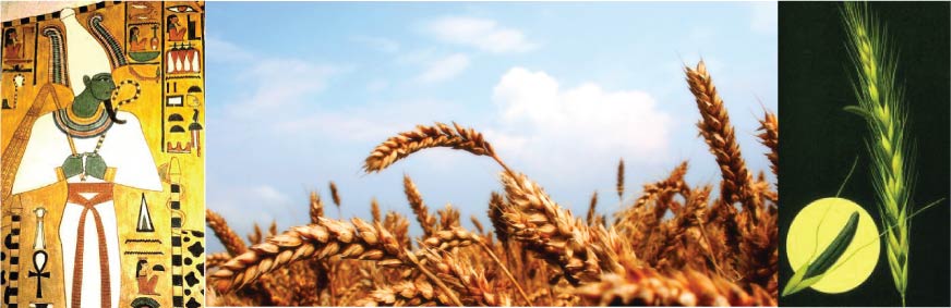 Assur depicted with a field of grain and ergot.