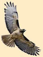 Underside view of a soaring hawk.