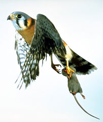 Kestrel (hawk) with mouse, courtesy R.W.Scott@www.gregscott.com