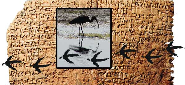 An ibis and bird tracks superimposed over a clay tablet of cuneiform writing.