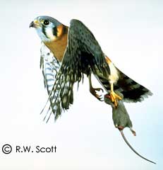 Kestrel (hawk) with mouse, courtesy R.W.Scott@www.gregscott.com